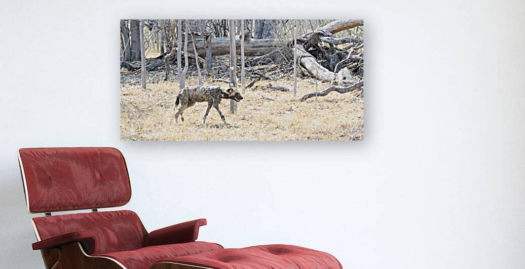 Painted Dog Reproduction