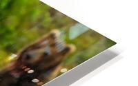 IMG 3477 HD Metal print