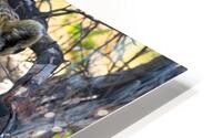 Relaxing Leopard HD Metal print