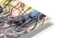 Regal Leopard HD Metal print