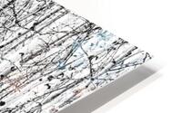 White Birches  HD Metal print