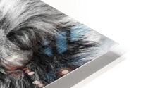 Lion Roar HD Metal print