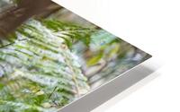 Mountain Gorilla garden HD Metal print