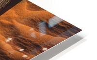 Downwind sand HD Metal print