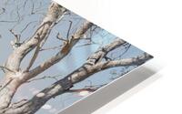 Afternoon walk HD Metal print