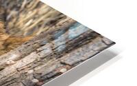Peek-a-Boo HD Metal print