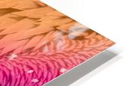 Pelican feathers HD Metal print
