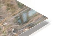Nibbles HD Metal print