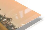 Sunset Zebra crossing HD Metal print