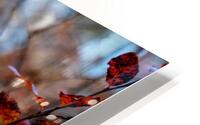 Forest Shrooms HD Metal print