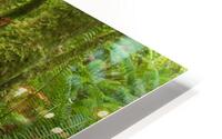 Queets Forest Trail HD Metal print