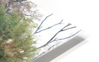 Wading  HD Metal print