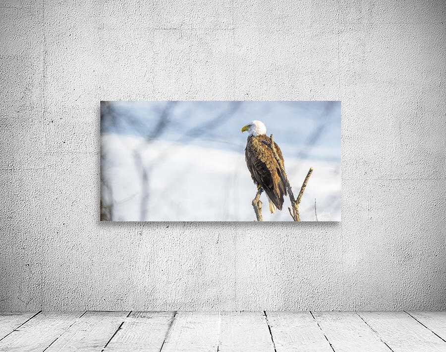 Eagle Scan Wall Preview