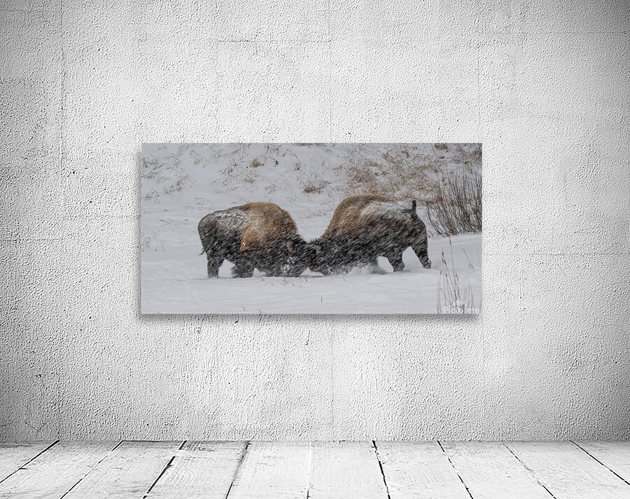 DAV 0270 Wall Preview