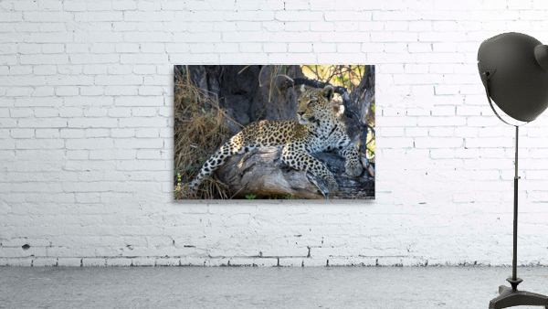 Relaxing Leopard Wall Preview