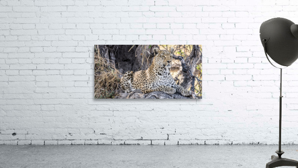Regal Leopard Wall Preview