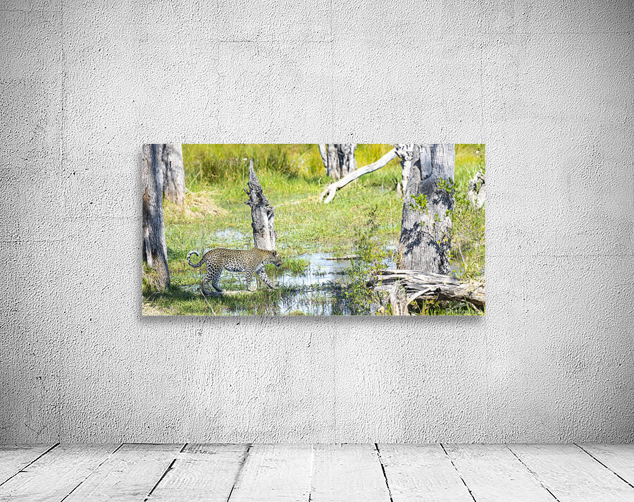 Leopard Crossing Wall Preview