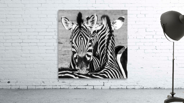 Zebra Head to Head Wall Preview