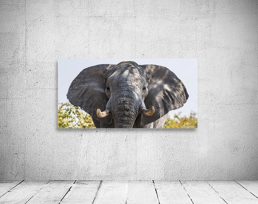 Wide eared Elephant Wall Preview