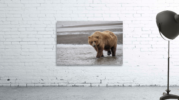 Beach Bear Wall Preview