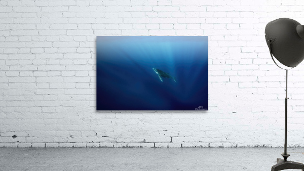 From the deep Wall Preview