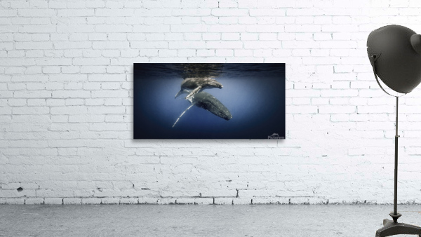 Humpback and calf  Wall Preview