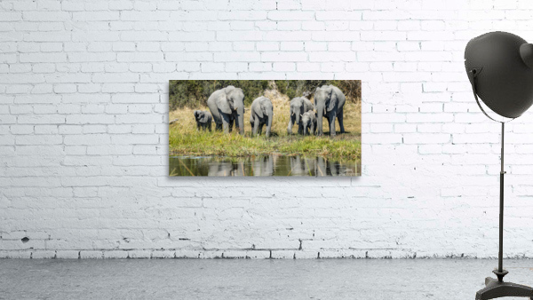 Elephant line up Wall Preview