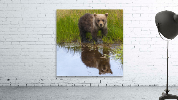 Muddy Paws Wall Preview
