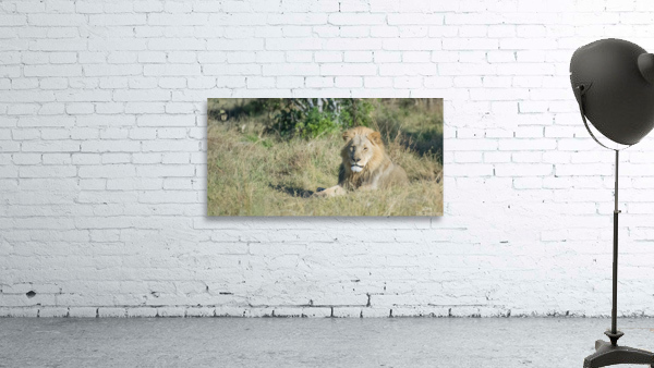The King... chilling Wall Preview