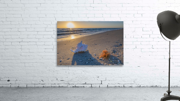 Manasota Beach shell 2 5 Wall Preview