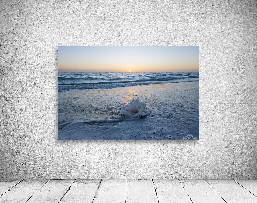 Manasota Beach shell 2 2 Wall Preview