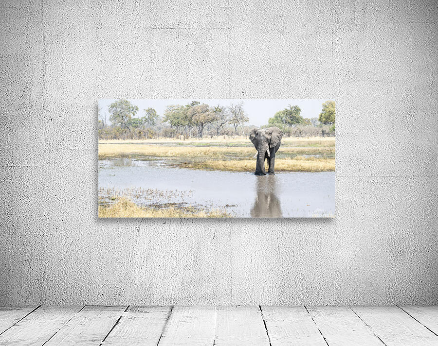 Art DN1 0393 Wall Preview