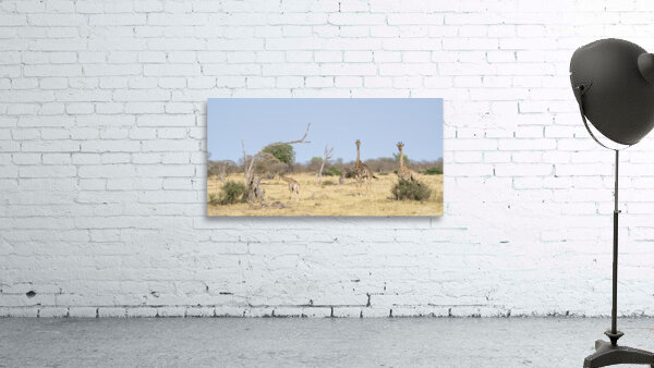 Art DN2 6388 Wall Preview