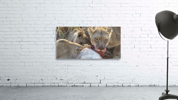 Dining Lions Wall Preview
