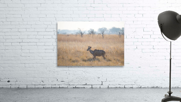 Art g DN1 0180 Wall Preview