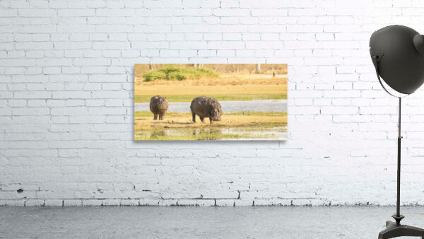 Hippos grazing Wall Preview