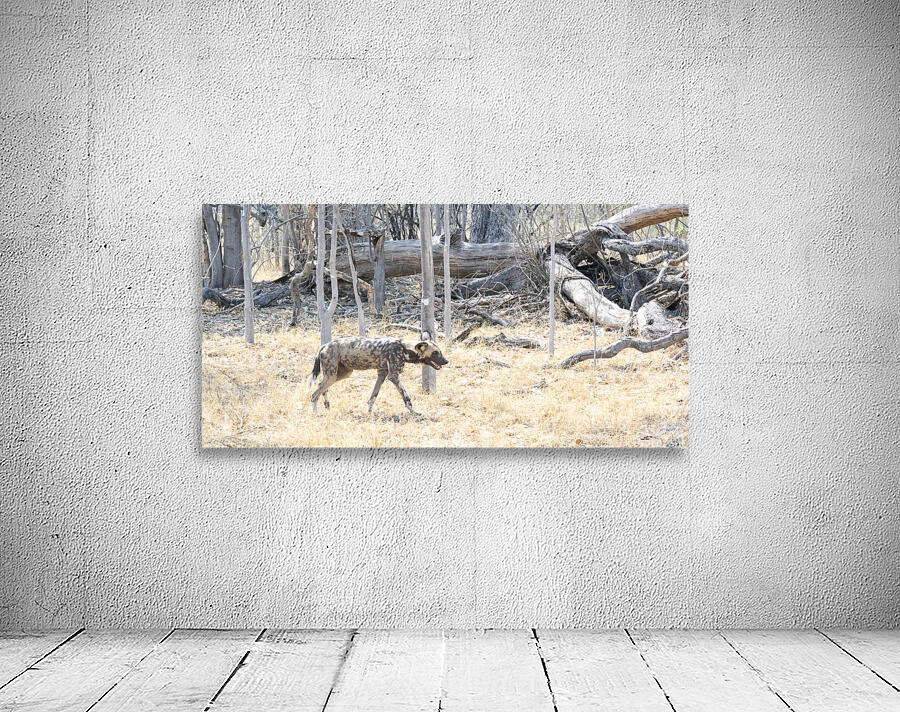Painted Dog Wall Preview