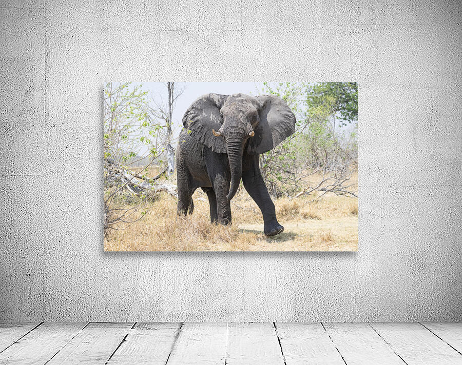 Ruffled Ellie Wall Preview