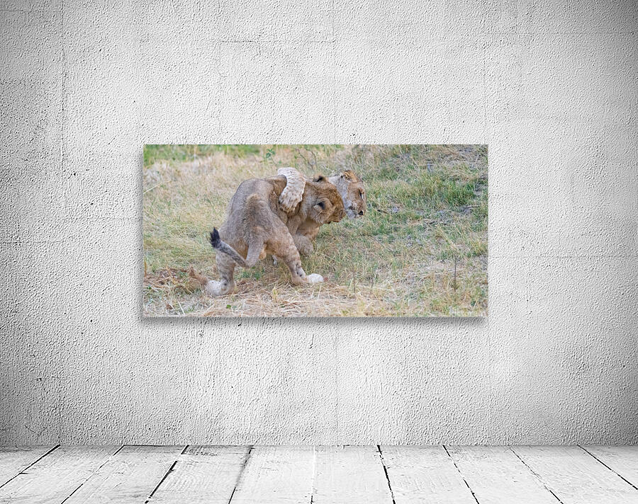 Wrestling Cubs Wall Preview
