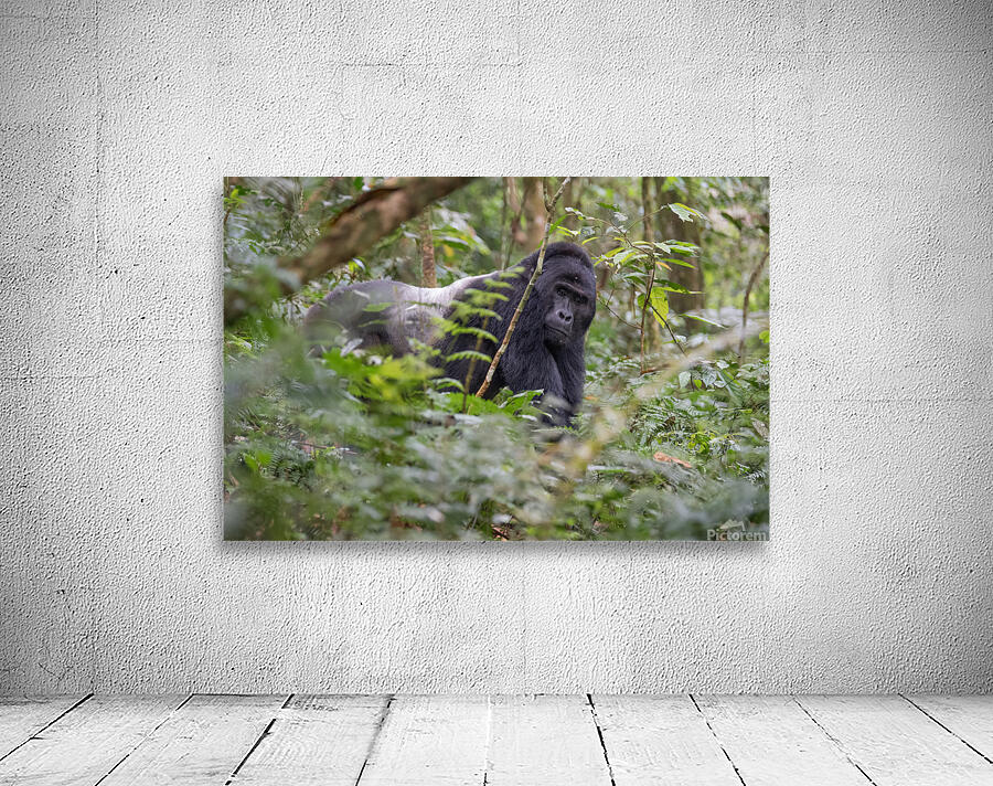 Silverback Contact Wall Preview