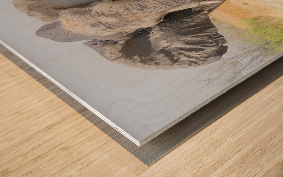 Squaring up Wood print