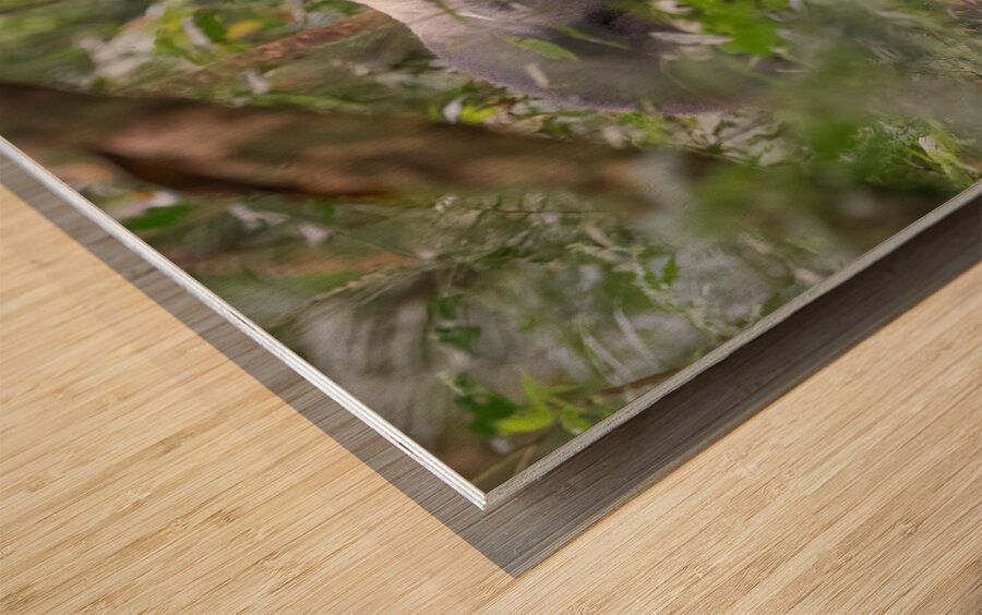 Silverback Contact Wood print