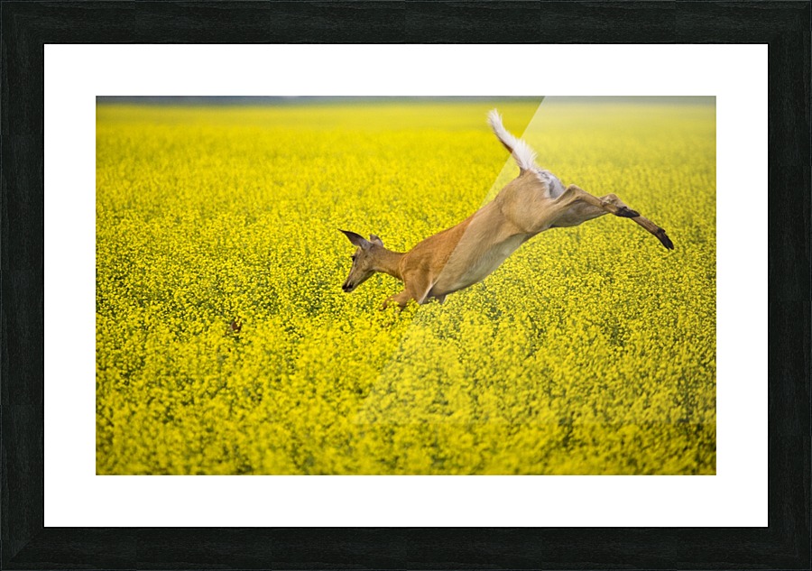 Deer Jump Picture Frame print