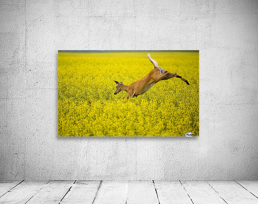 Deer Jump Wall Preview