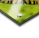 Swallowtail Acrylic print