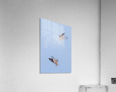 Short eared Owls Acrylic Print