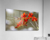 Rufous Hummingbird Acrylic Print