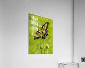Swallowtail Acrylic Print