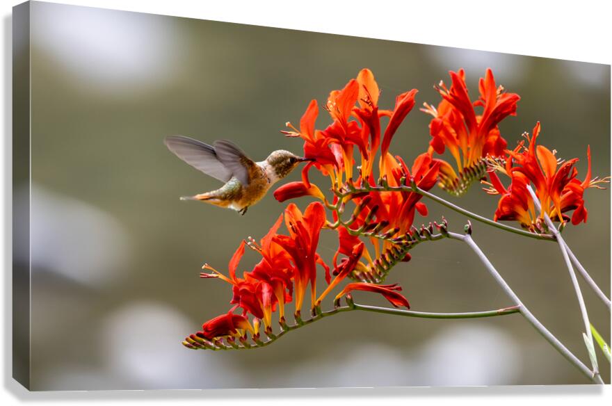 Rufous Hummingbird Canvas Print