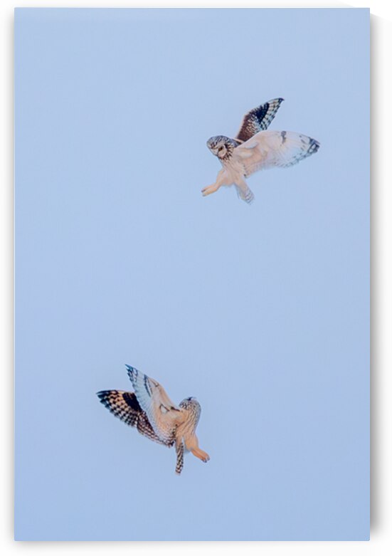 Short eared Owls by 3rd Street Photography